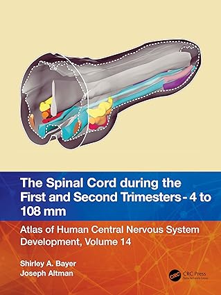 The Spinal Cord During the First and Early Second Trimesters